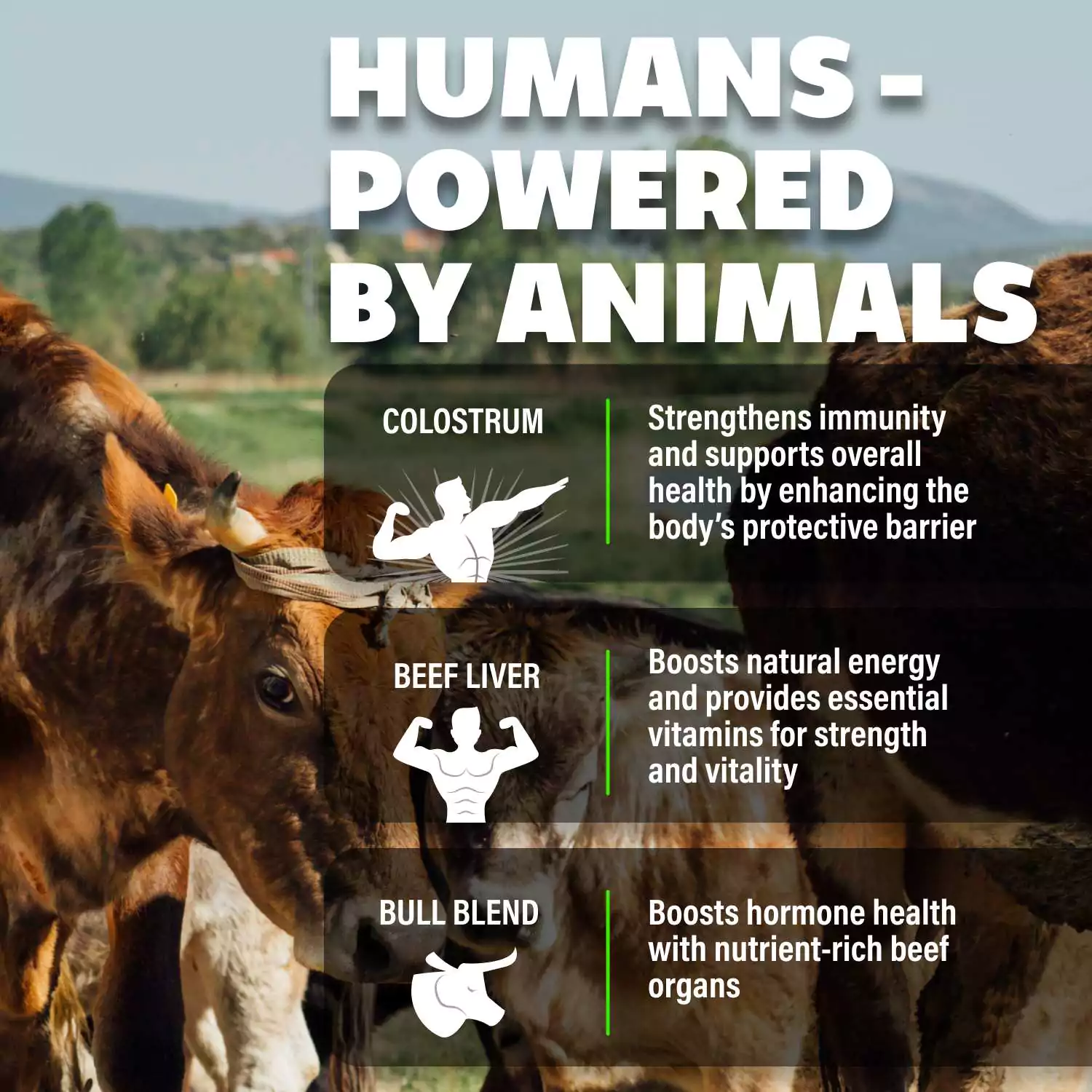 Animal Based Stack - Image 5