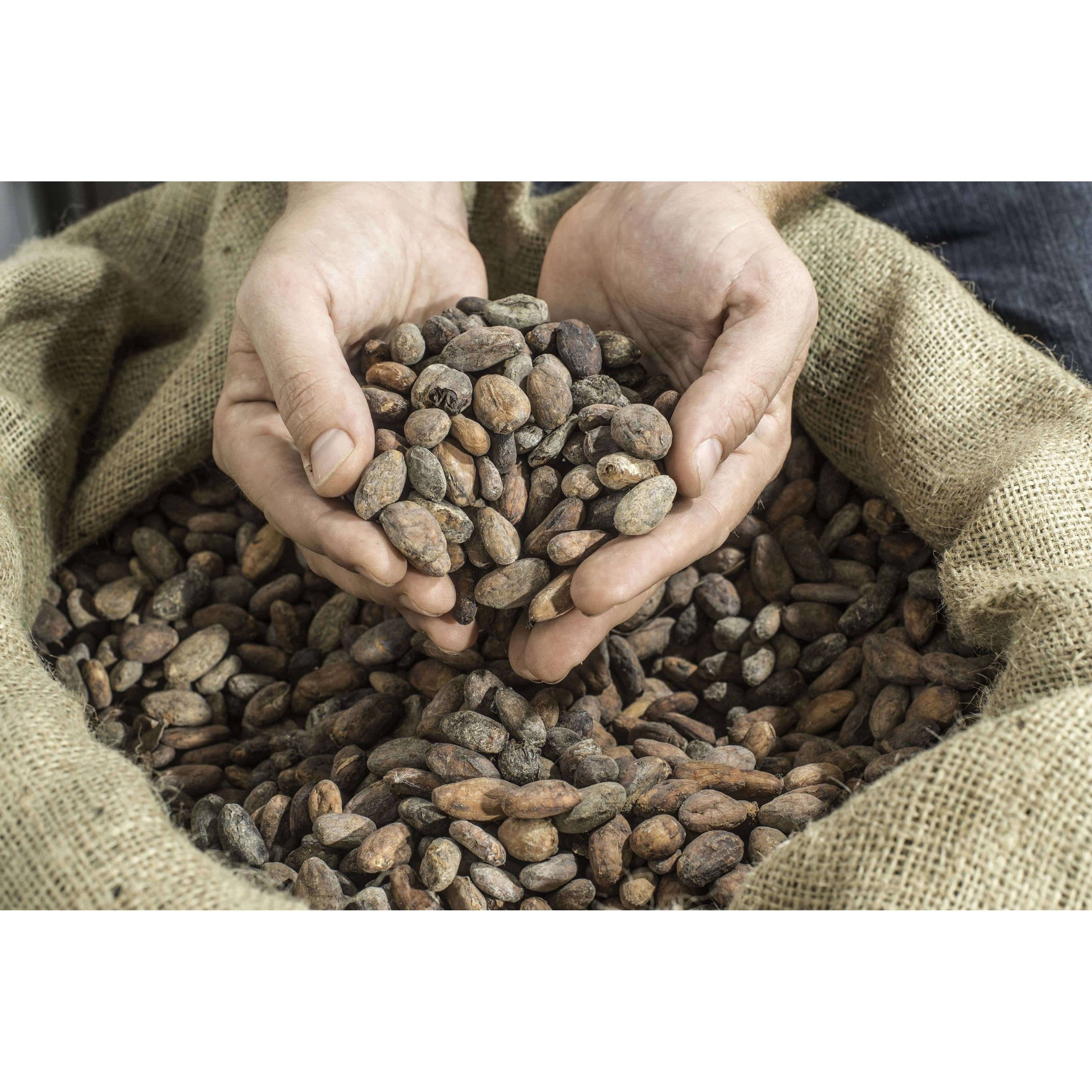 Wholesale of 10 - Wild Cocoa Powder - Organic, Single-Origin, Small farms - Image 7